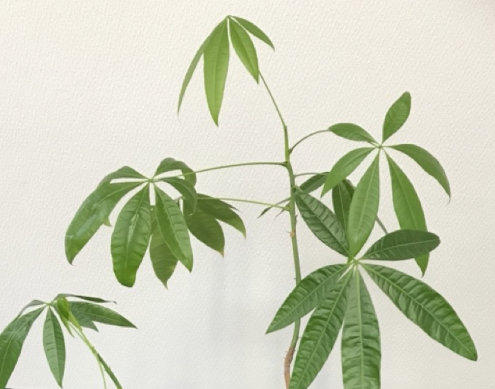 パキラの花を咲かせよう パキラの花を咲かせよう