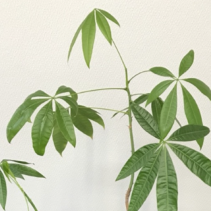 パキラ　風水ではどの部屋・方角に飾るのがいい?
