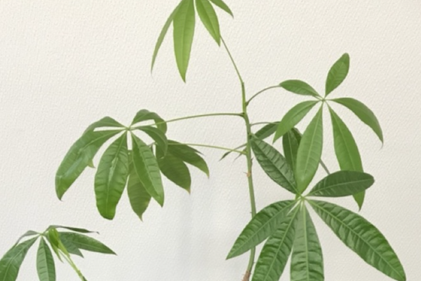 パキラ　風水ではどの部屋・方角に飾るのがいい?
