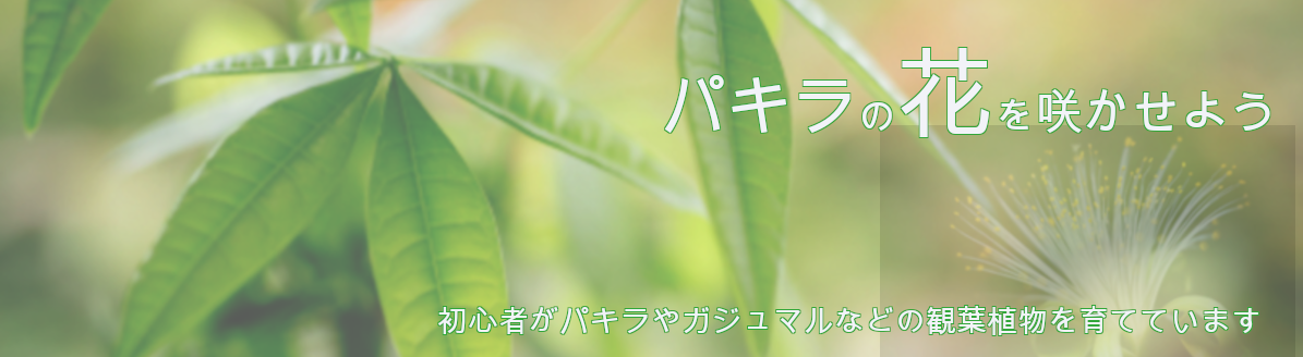パキラの花を咲かせよう